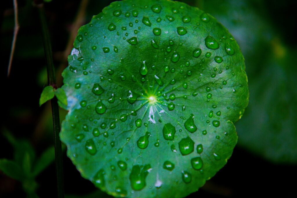 Benefits Of Centella Asiatica, Uses, and Skincare Guide